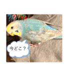 動物シリーズ1 by琉（個別スタンプ：12）