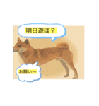 動物シリーズ1 by琉（個別スタンプ：14）