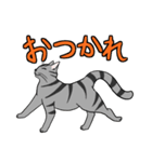 動きが豊かな猫達（個別スタンプ：17）