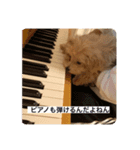 ティムしか勝たん（個別スタンプ：1）