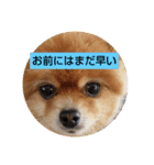 お前にはまだ早い（個別スタンプ：6）