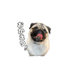 パグのししのすけ2（個別スタンプ：3）