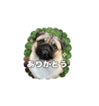 パグのししのすけ2（個別スタンプ：5）