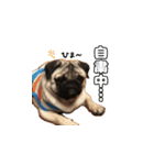 パグのししのすけ2（個別スタンプ：6）
