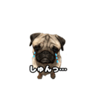 パグのししのすけ2（個別スタンプ：7）
