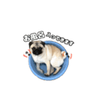 パグのししのすけ2（個別スタンプ：13）
