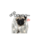 パグのししのすけ2（個別スタンプ：14）