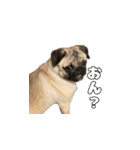 パグのししのすけ2（個別スタンプ：16）