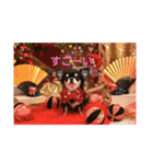 チワワのまろもちぷく（個別スタンプ：4）