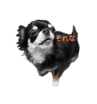 チワワのまろもちぷく（個別スタンプ：6）