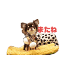 チワワのまろもちぷく（個別スタンプ：12）