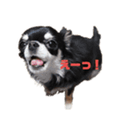 チワワのまろもちぷく（個別スタンプ：13）