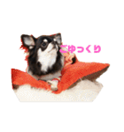 チワワのまろもちぷく（個別スタンプ：17）