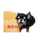 チワワのまろもちぷく（個別スタンプ：19）