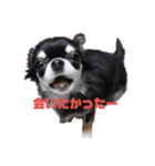 チワワのまろもちぷく（個別スタンプ：22）
