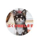 チワワのまろもちぷく（個別スタンプ：31）