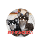 チワワのまろもちぷく（個別スタンプ：32）