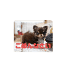 チワワのまろもちぷく（個別スタンプ：33）