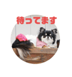 チワワのまろもちぷく（個別スタンプ：35）