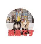 チワワのまろもちぷく（個別スタンプ：37）