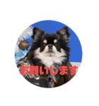 チワワのまろもちぷく（個別スタンプ：38）