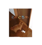 だっくんの挨拶（個別スタンプ：1）