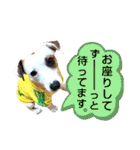 愛犬♡ハナコのスタンプ8「あるある」編（個別スタンプ：20）