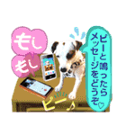 愛犬♡ハナコのスタンプ8「あるある」編（個別スタンプ：37）