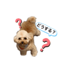 ムーティティリリー（個別スタンプ：21）