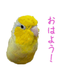 可愛いマメルリハスタンプ（個別スタンプ：2）