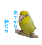 可愛いマメルリハスタンプ（個別スタンプ：3）