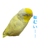 可愛いマメルリハスタンプ（個別スタンプ：5）