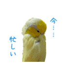 可愛いマメルリハスタンプ（個別スタンプ：9）