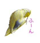 可愛いマメルリハスタンプ（個別スタンプ：10）