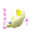 可愛いマメルリハスタンプ（個別スタンプ：11）