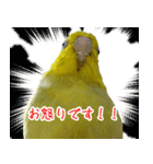 可愛いマメルリハスタンプ（個別スタンプ：13）