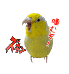 可愛いマメルリハスタンプ（個別スタンプ：14）