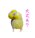 可愛いマメルリハスタンプ（個別スタンプ：18）
