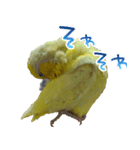 可愛いマメルリハスタンプ（個別スタンプ：19）