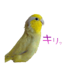 可愛いマメルリハスタンプ（個別スタンプ：20）