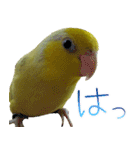 可愛いマメルリハスタンプ（個別スタンプ：21）
