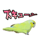 可愛いマメルリハスタンプ（個別スタンプ：22）