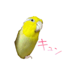 可愛いマメルリハスタンプ（個別スタンプ：25）
