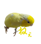 可愛いマメルリハスタンプ（個別スタンプ：26）