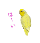 可愛いマメルリハスタンプ（個別スタンプ：27）