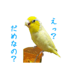 可愛いマメルリハスタンプ（個別スタンプ：31）