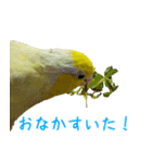 可愛いマメルリハスタンプ（個別スタンプ：32）
