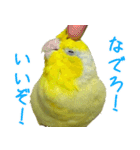 可愛いマメルリハスタンプ（個別スタンプ：33）