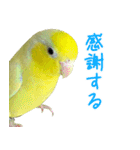 可愛いマメルリハスタンプ（個別スタンプ：34）