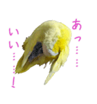 可愛いマメルリハスタンプ（個別スタンプ：35）